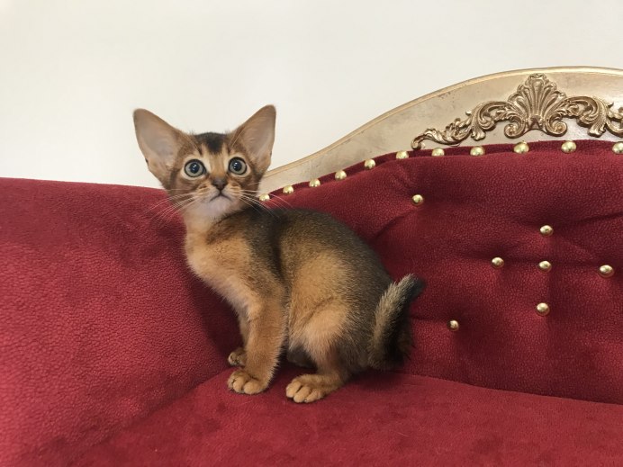 Абиссинская кошка дикий окрас