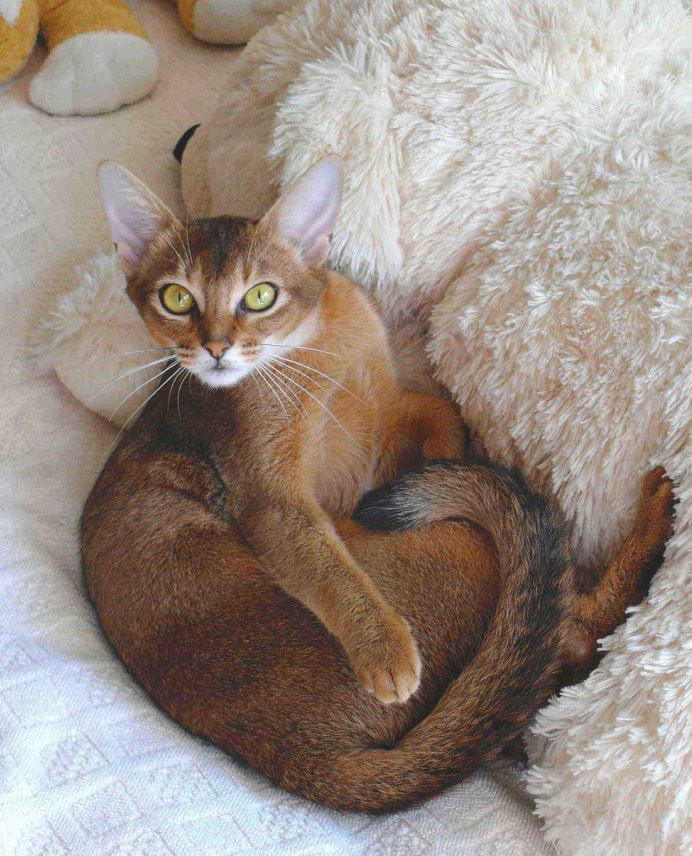 Котенок абиссинец дикого окраса