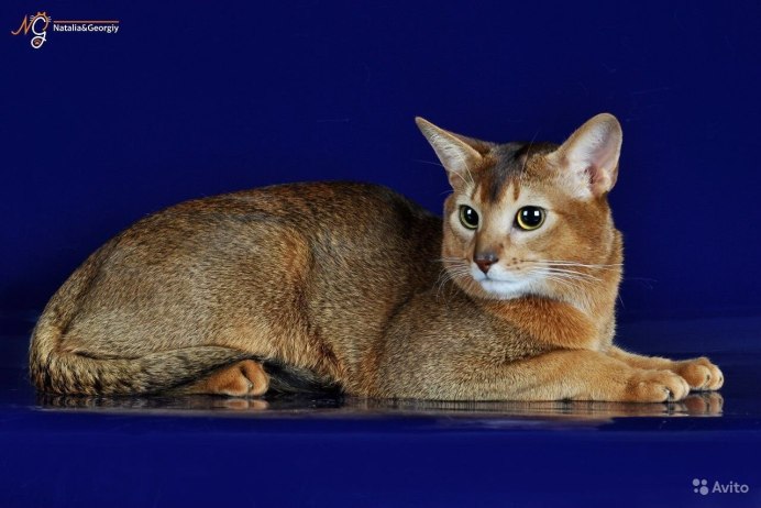 Абиссинская кошка дикий