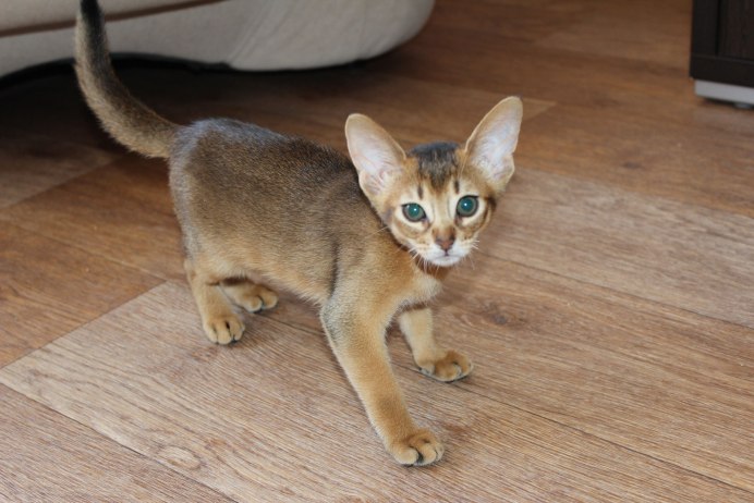 Абиссинская кошка дикий