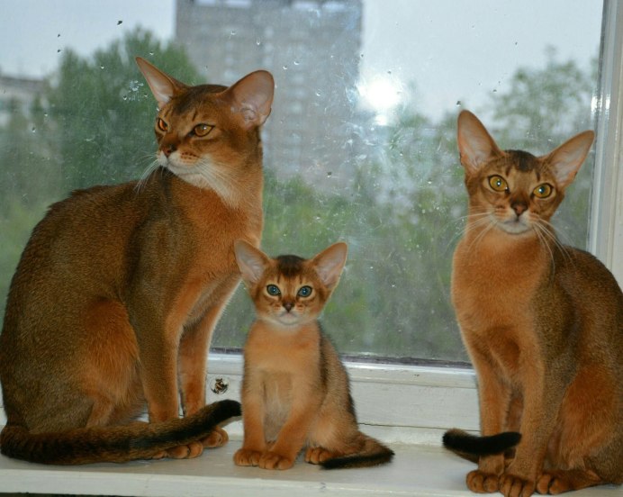 Абиссинская кошка голубая