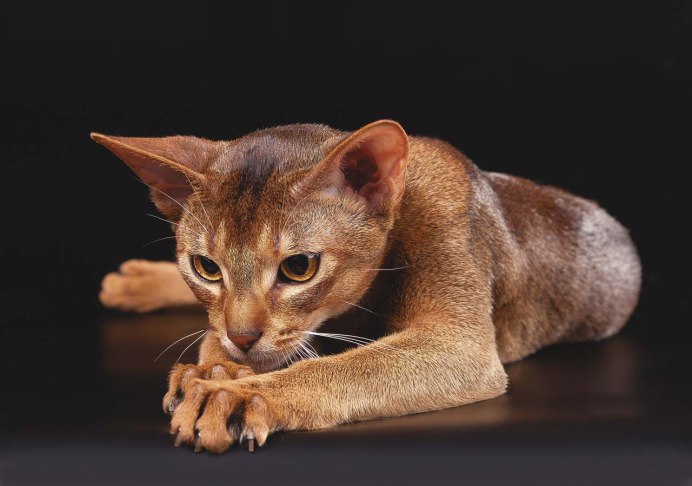 Кот породы абиссинец