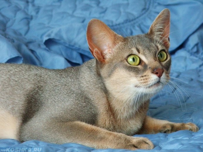 Абиссинская кошка