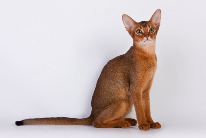 Абиссинский кот дикий Сорель
