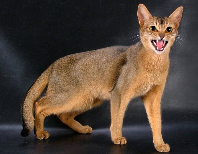 Американский абиссинец кот