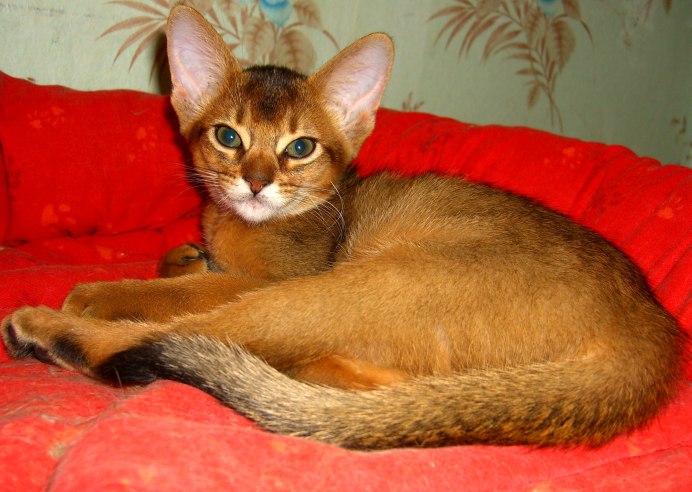 Абиссинская кошка Сорель