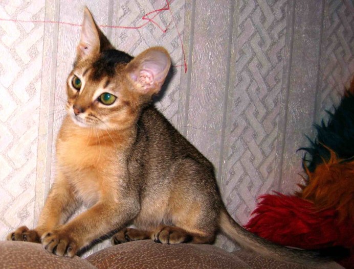 Абиссинская кошка