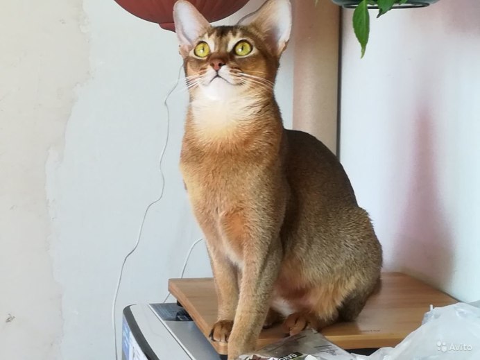 Абиссинская и Бурманская кошка