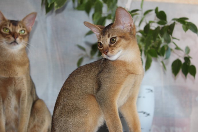 Абиссинская кошка дикий окрас