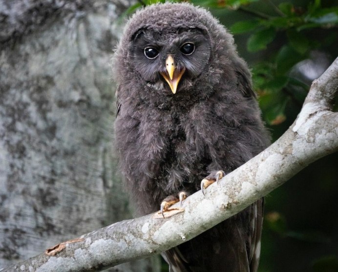 Рогатая неясыть (Lophostrix cristata)