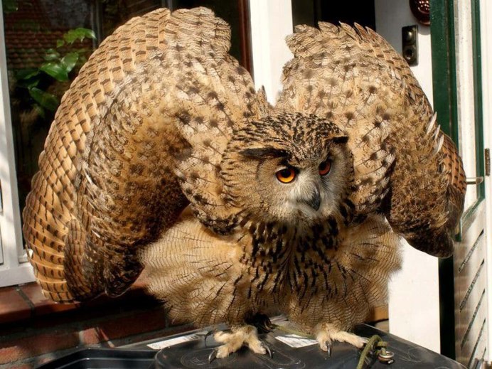 Bubo virginianus