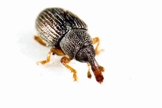 Sitophilus granarius