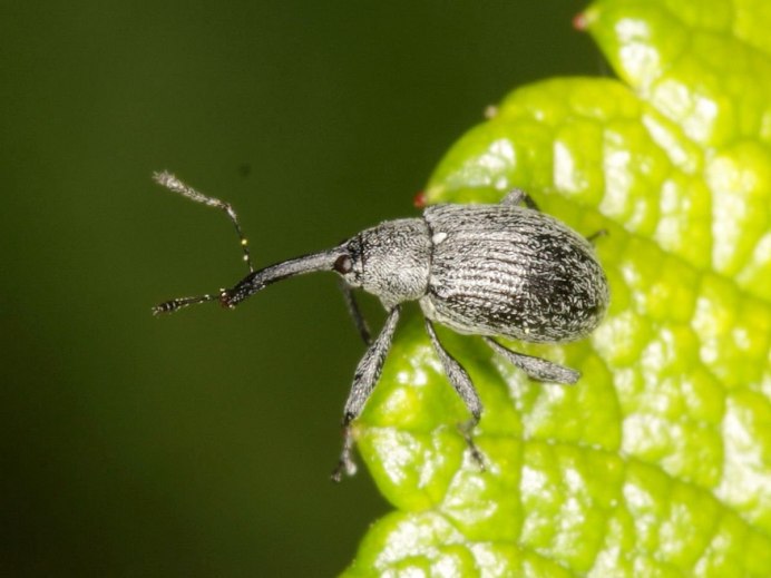 Phyllobius argentatus