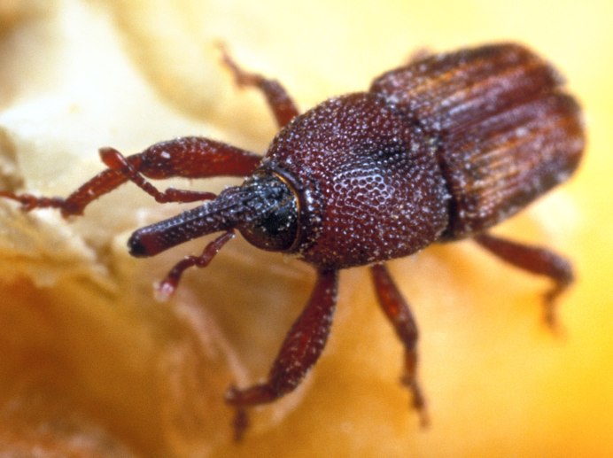 Sitophilus granarius