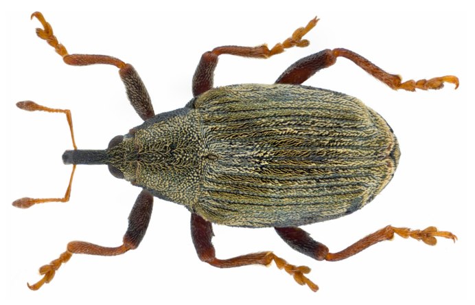Серый свекловичный долгоносик Tanymecus palliatus
