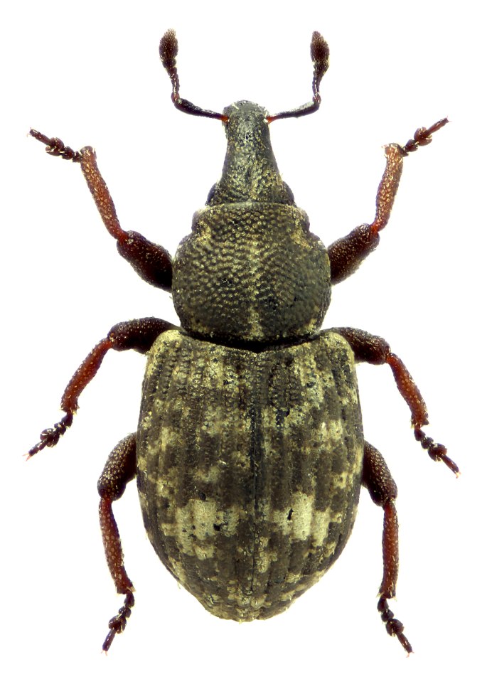 Sitophilus granarius
