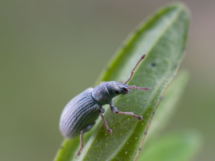 Phyllobius urticae