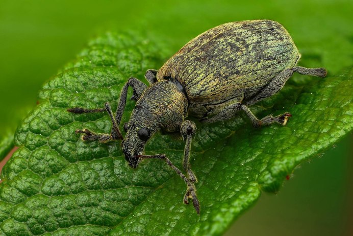 Caulophilus latinasus