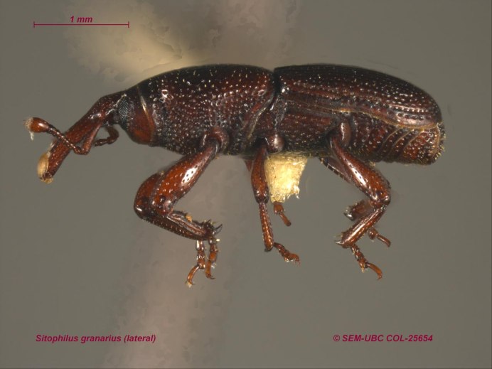 Sitophilus granarius