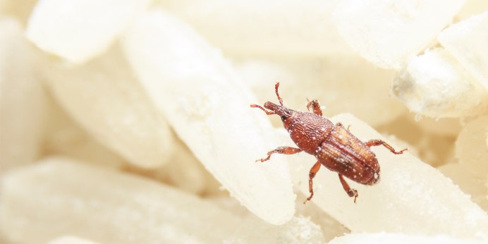 Sitophilus granarius