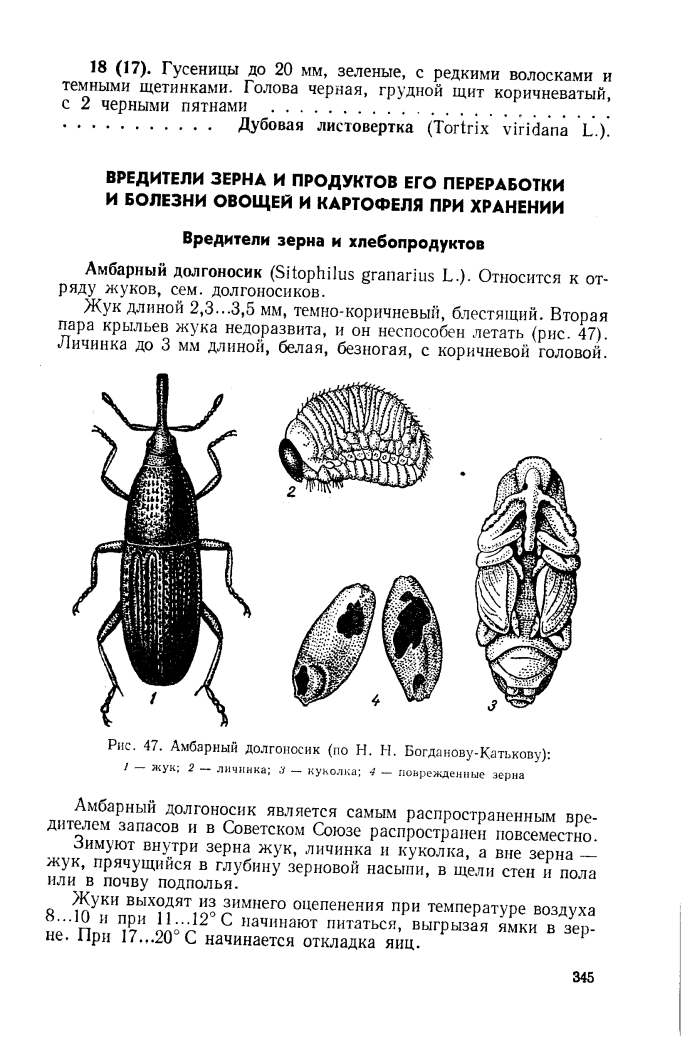 Жук скрытнохоботник