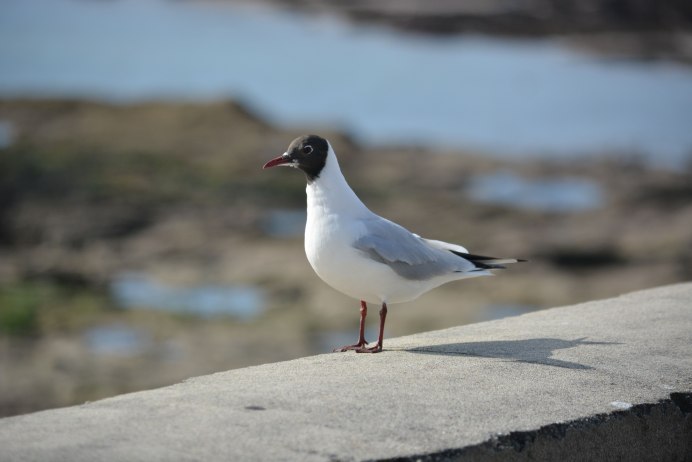 Hydroprogne Caspia