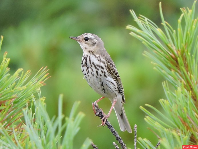 Певчий Дрозд деряба