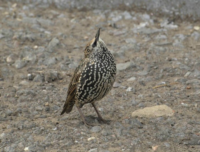 Скворец пятнистый обыкновенный