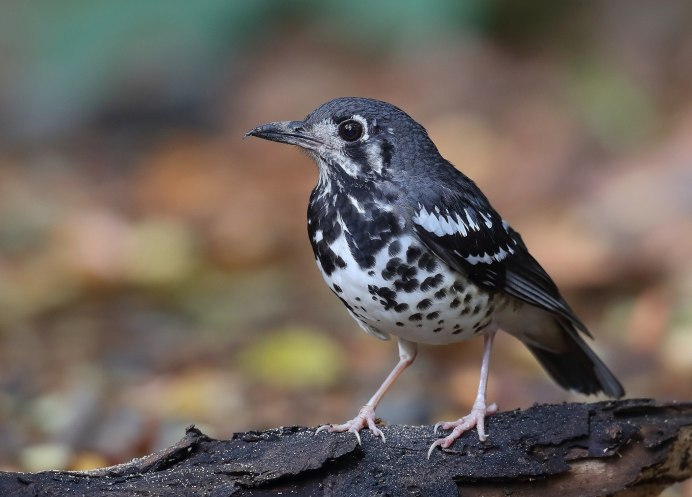 Пегий Земляной Дрозд