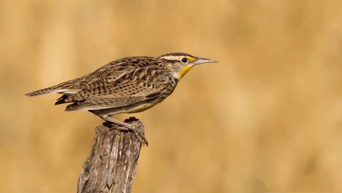 Капский скворец