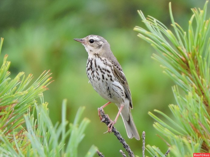Гваделупский скворец