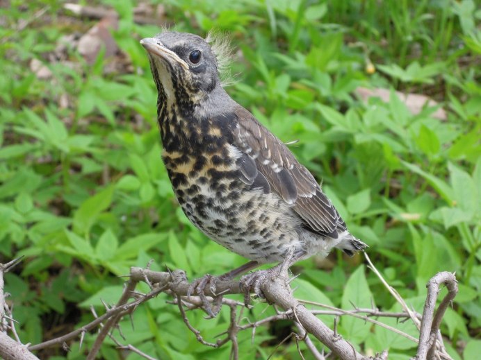 Дрозд Науманна (turdus naumanni)