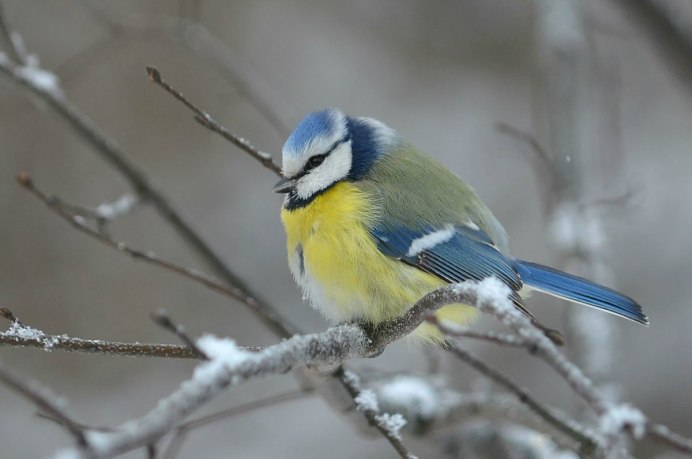 Синица лазоревка фото