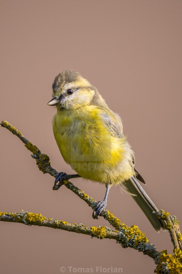 Желтая синица