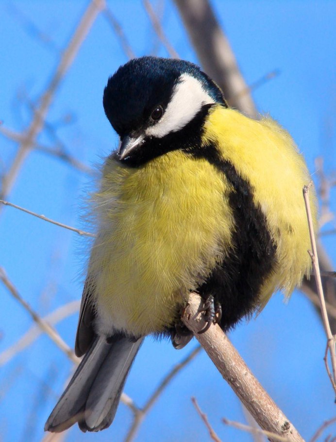Большая синица Parus Major