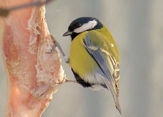 Желтогрудый Снегирь