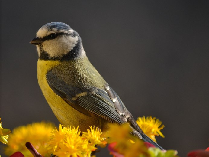 Синичка желтая