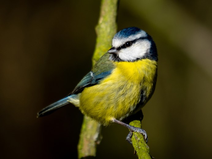 Желтая синица