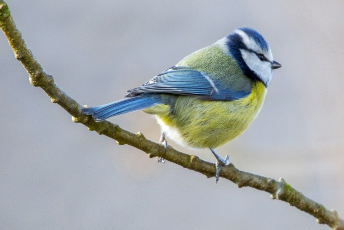 Птицы лазоревка синяя птица