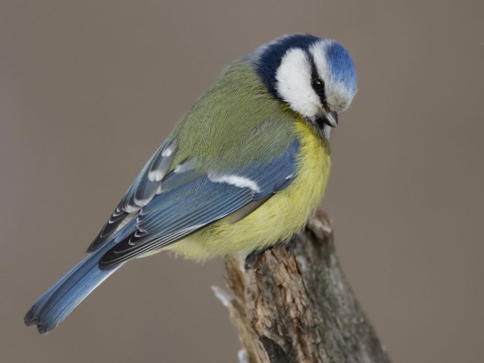 Синица голубая лазоревка