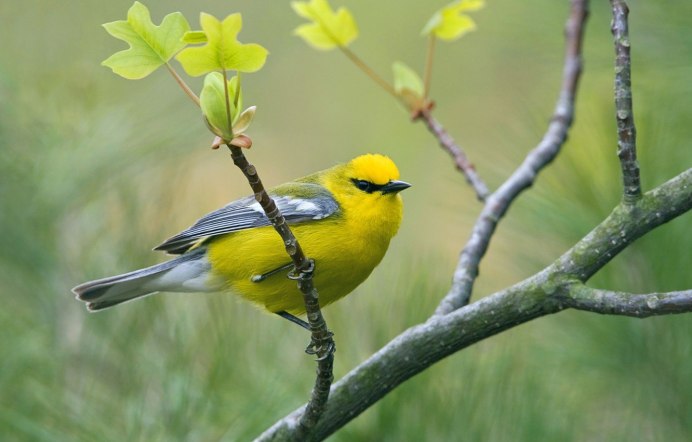 Тайваньская желтая синица