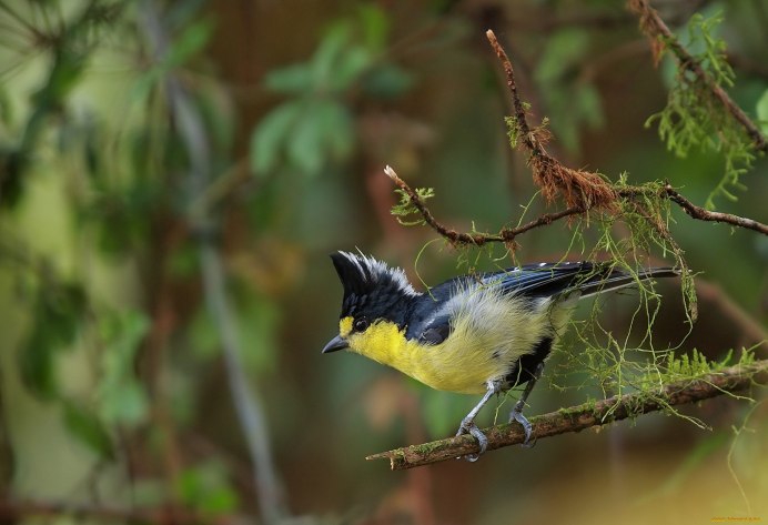Тайваньская желтая синица