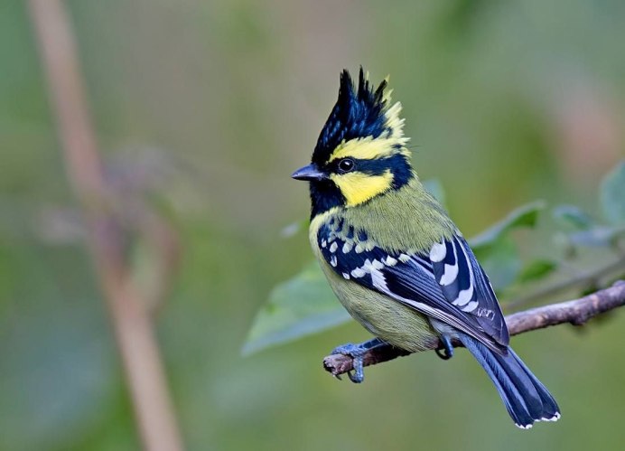 Гималайская синица