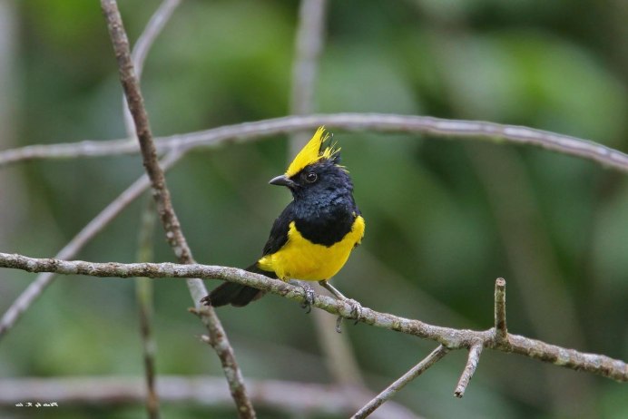 Золотохохлая синица