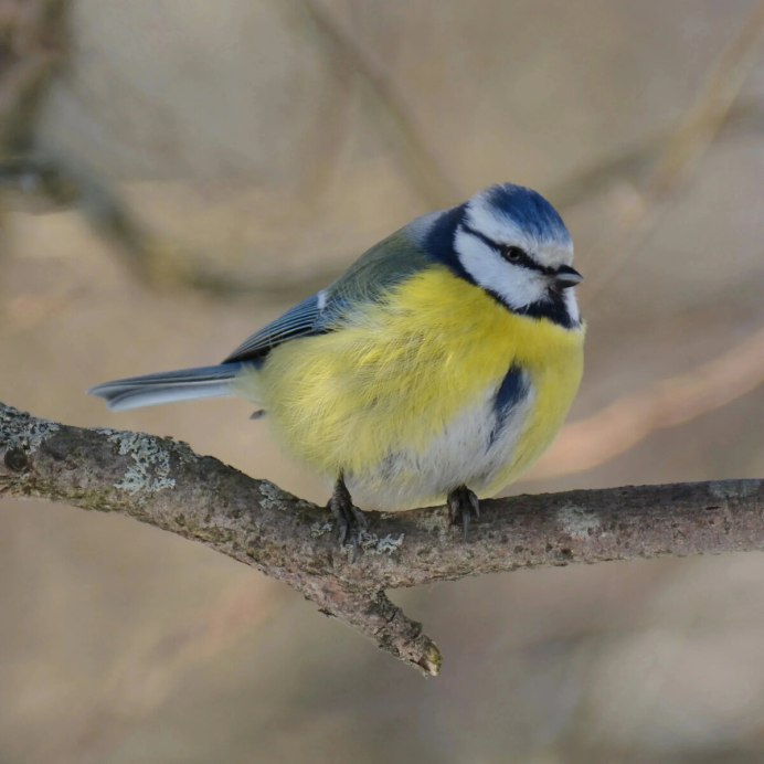 Маленькая синичка лазоревка