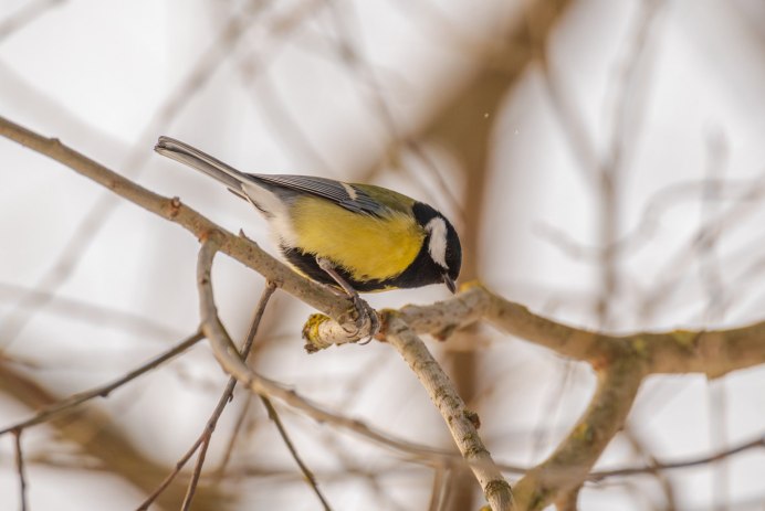 Чучело синицы