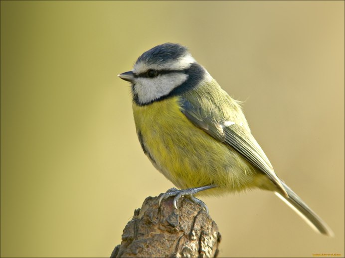 Птица похожая на синицу