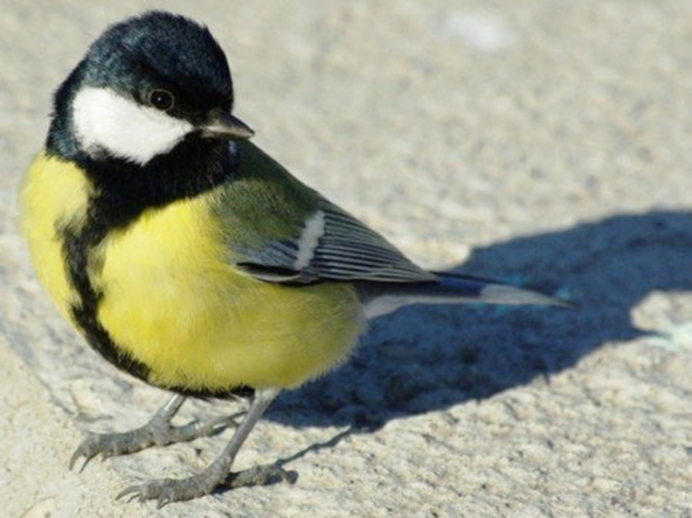 Желтая синица