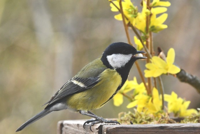 Синица-лазоревка питание