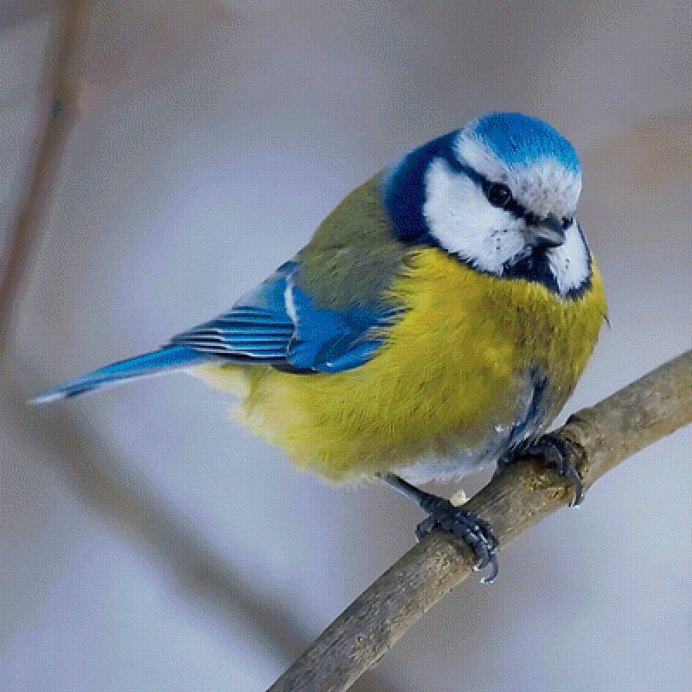 Синичка лазоревка